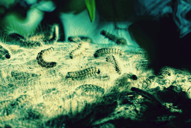 Marlene Krist Tierheilpraktikerin Ravensburg